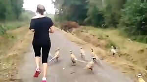 🔥 Golden pheasants checking out a couple of runners 🔥