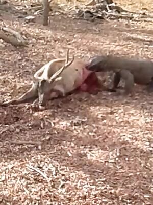 Haven't seen Komodo dragons on here yet....