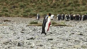 This King Penguin got fucked up by a Fur Seal
