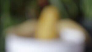 hot steamy hardcore corn