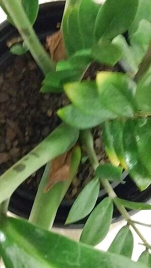 challenge 58 - potted plant