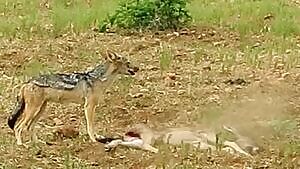 Jackal eats a Wildebeest calf alive while its mother watches
