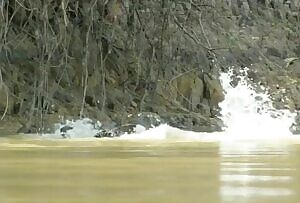 Leopard pulls 8ft caiman out of the water.