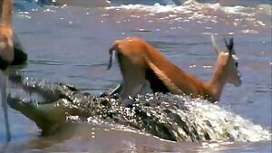 Nile Crocodile rips off a gazelle's head and swallows it