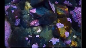 Sea cucumber casually eating