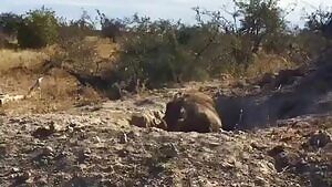 Warthog dad: Hunny let's take the kids down to the watering hole today. Leopard: