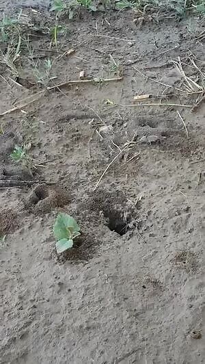 Ants killing baby mice