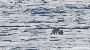 A Polar Bear's cub's final moments on Earth