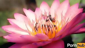 I hope mods will allow this off topic. The bees are in great danger, so Pornhub has launched a campaign to save them. Watch and share the video, if you can. Our nature is important.