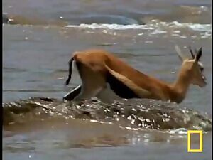 Crocodile Carnage: gazelles attempt river crossing