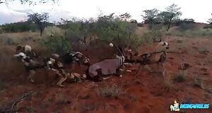 Wild dogs vs Oryx:)