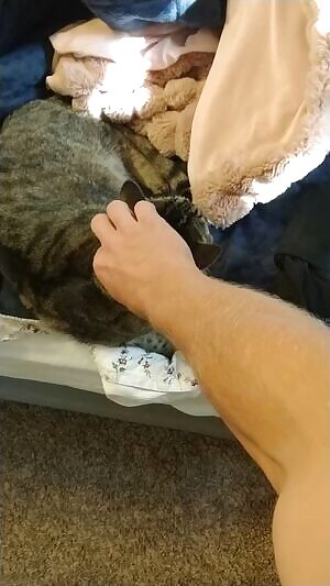 Scritches