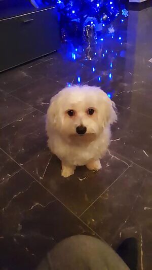 my jiggly striped ebony booty deserves to be worshipped