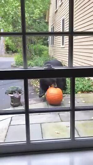 this definitely goes against my wannabe ‘trap’ image huh