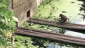 Baboon steals ducklings from mother