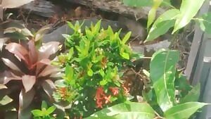Monitor lizard flailing a rat