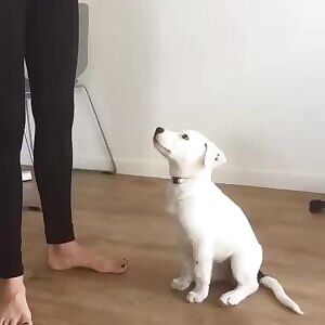 DAE think her toes are more cute than puppy?