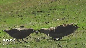 A pair of Skuas rip a penguin chick in half