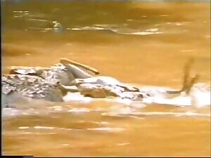 Crocs eliminate Impala