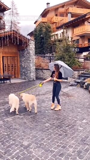 Golden retrievers and Viki in Switzerland 😍😍 IG Story