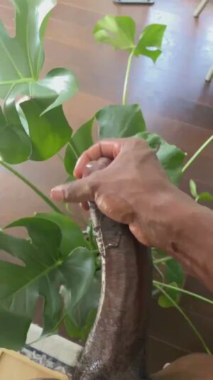 Interracial Gay BBC Big Dick Ebony
