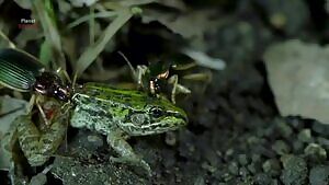 Epomis beetles munching on a frog