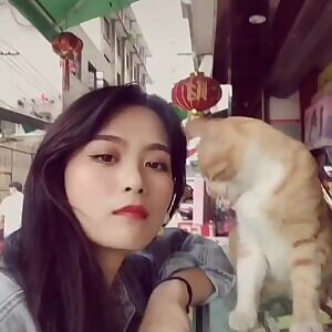 Stray cat