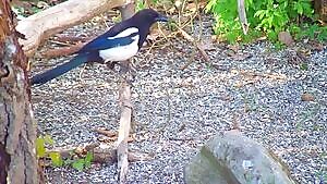 Magpies kill hawfinch