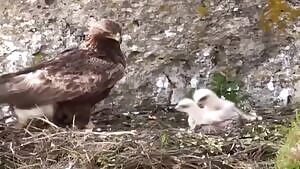 Golden Eagle chick getting eaten alive by its sibling