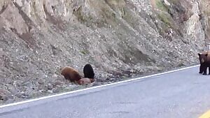 Black Bear cubs munching on a live Elk calf