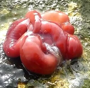 Bring forth the holy hand grenade