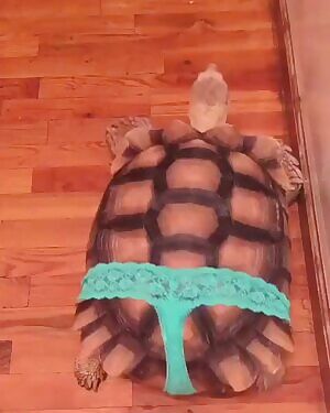 Thicc tortoise.