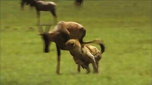 Hyenas feasting on a Topi