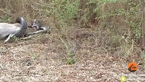 Python stabbed by it's preys horns