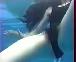 If you were a dolphin