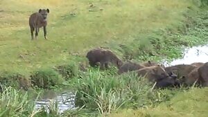 Wildebeest getting its eye eaten by a hyena