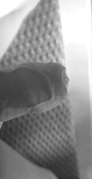 Stroking y veiny uncut cock 🙈