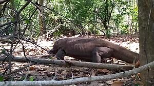 Cannibalistic Komodo Dragon