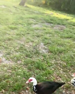 Time to feed the ducks