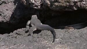 This unfortunate baby Marine Iguana