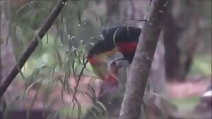 Green-billed Toucan pulling chunks out of a bird
