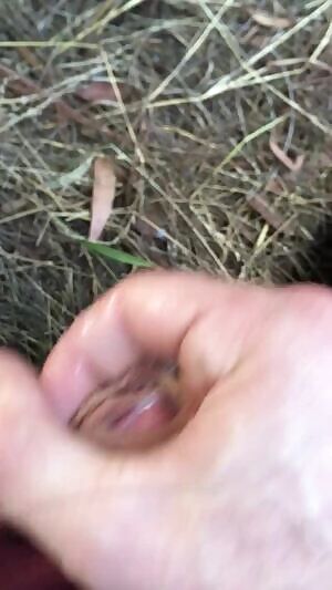 Cumming in the wilderness