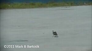 Black Skimmers killing a Laughing Gull