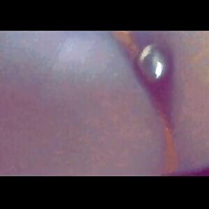 ✨diamond butt plug✨