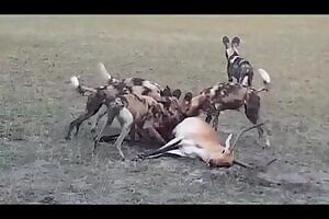A Lechwe makes one last attempt to defend itself