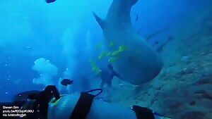 shark tries to rip off diver's head