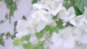 Clover nude perfection 1