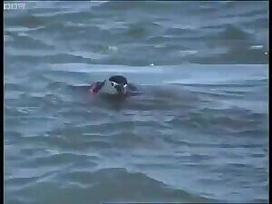 A wounded Chinstrap Penguin succumbs to its injuries