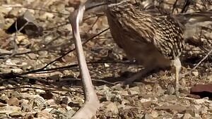 Roadrunner beats a rattlesnake to death and swallows it whole