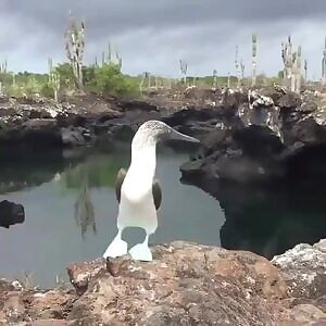 Includes a booby. So hot.